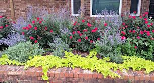 Maybe you would like to learn more about one of these? Why You Should Plant Russian Sage Landscaping With Roses Roses Front Yard Knockout Roses