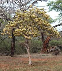 Image result for Cladostemon