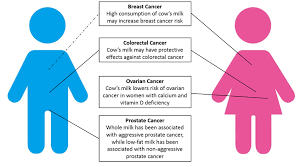 Association Of Consumption Of Cow S Milk With Breast Colorectal Download Scientific Diagram