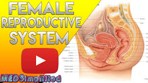 The concept of endometriosis of the uterus. Female Reproductive System Made Easy Organs Functions Youtube