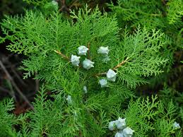 Image result for Platycladus