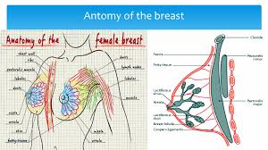 Image result for Mastalgia