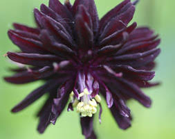 We did not find results for: Aquilegia Vulgaris Purple Emperor Columbine Purple Emperor In Gardentags Plant Encyclopedia