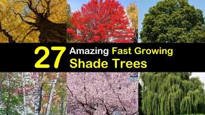 Check spelling or type a new query. 27 Amazing Fast Growing Shade Trees