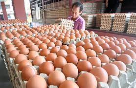 Egg and chicken prices may go up | The Star