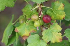 Hat ihre stachelbeere gute pflege genossen und ist in sachen wasserversorgung sowie standort alles wunderbar, dürfen sie sich auf eine reiche ernte freuen. Stachelbeeren Ernten Wann Sind Sie Reif Infos Zu Erntezeit