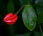 Image result for Capparis erythrocarpos