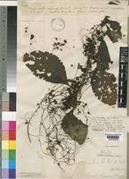 Image result for Cuscuta kilimanjari