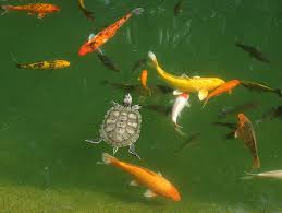 Capture my koi pond data using an esp8266. Salmonella And Pet African Dwarf Clawed Frogs Unraveling The Story Turtle Pond Goldfish Pond Ponds Backyard