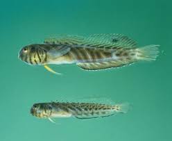 Image result for Brachyachne simonsii