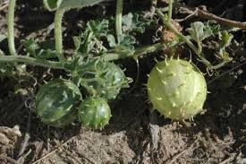 Image result for Cucumis myriocarpus