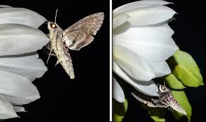 Image result for Oxypetalum