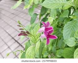 Image result for Asystasia intrusa