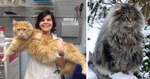 We've created this maine coon size chart showing length, height, and weight to allow you to easily compare males and. 73 Maine Coon Cat Pictures That Prove How Big These Cats Are