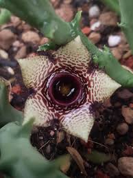 Image result for Orbea paradoxa