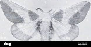 Image result for Scrobipalpula diffluella