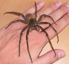 5 Most Dangerous Spiders Brazilian Wandering Spider Dangerous Spiders Spider