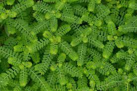 Image result for Phyllanthus mendesii