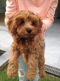 Cavapoo puppies for sale under $1000. Cavoodle Puppies Charlotte Nc