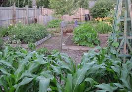 Check spelling or type a new query. Semua Yang Perlu Anda Lakukan Untuk Mewujudkan Kebun Sayur Yang Berjaya Berkebun Hidup