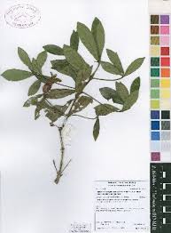 Image result for Leptactina platyphylla