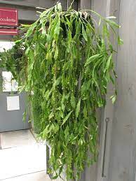 rhipsalis goebeliana plant hanging succulents plants planters with drainage