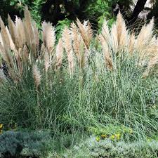 Image result for Grona ramosissima