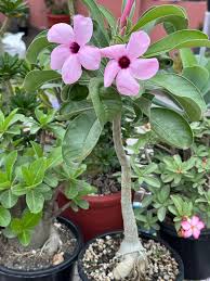 Image result for Adenium boehmianum