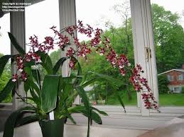 Oncidium sweet sugar 'lemon drop' blooming size, 3.5 pot, $25. Plantfiles Pictures Orchid Oncidium Sharry Baby Oncidium By Mariajose