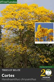 Image result for Handroanthus chrysanthus