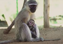 Maybe you would like to learn more about one of these? Injured Baby Monkey Has Instant Bond With Foster Mom Inspiremore