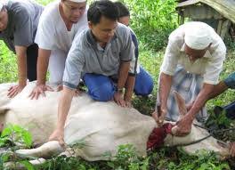 · unta, kerbau dan lembu boleh dikongsi oleh 7 orang walaupun berlainan niat. Ibadah Korban Shafiqolbu