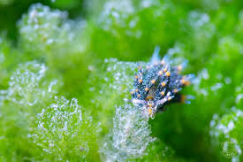 Image result for Selago blantyrensis