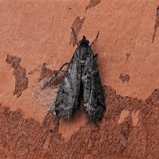 Image result for Pyla fusca