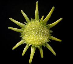 Image result for Dorstenia psilurus