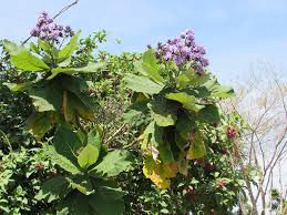 Image result for Wigandia urens