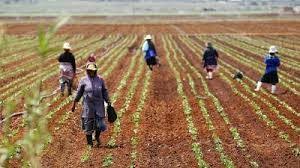 Image result for types of agriculture