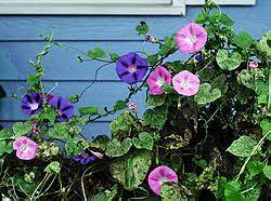 Morning Glory Calystegia Macrostegia A Twining Vine That Can Reach 15 Feet In Length Morning Glory Flowers Morning Glory Plant Morning Glory Vine