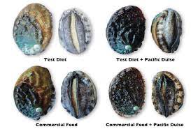 Abalone (/ ˈ æ b ə l oʊ n iː / or / ˌ æ b ə ˈ l oʊ n iː /; Diets Affect Abalone Meat Quality Shell Color Global Aquaculture Advocate