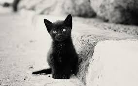 Arti mimpi melihat kucing membunuh ular tandanya masalah anda akan segera tuntas. Apa Kucing Hitam Bermimpi Mengenai Buku Impian Tentang Anak Kucing Hitam