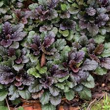 Image result for Ajuga