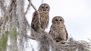 Buho Barrado Guia De Aves En lugar de utilizar la noche para dormir y descansar, las aves nocturnas se convierten en dueños y señores de la oscuridad. buho barrado guia de aves