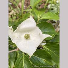 Image result for Pandiaka confusa