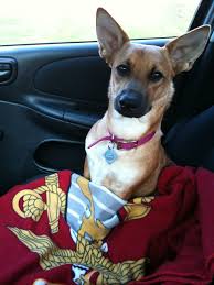 Check spelling or type a new query. German Shepherd Corgi And Bull Terrier Mix Pet Care Dogs Dogs Dog Care