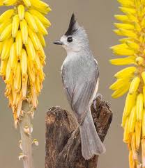 Birds Of East Texas Pictures Birds Place On Instagram Do You Know The Black Crested Titmouse It S A Small Songbird Native To Southern Texas O Beautiful Birds Pet Birds Colorful Birds