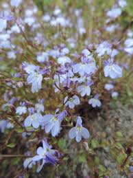 Image result for Lobelia trullifolia