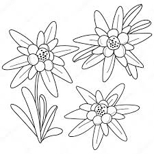 We did not find results for: Vector Illustration Of Edelweiss Flowers Black And White Coloring Book Page Premium Vector In Adobe Illustrator Ai Ai Format Encapsulated Postscript Eps Eps Format