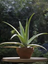 Tiny brown spots on aloe plant. Pin On House Plants