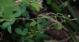 Image result for Desmodium scorpiurus