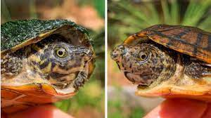 A baby loggerhead sea turtle, florida. Turtle Face Off Stripeneck And Loggerhead Musk Turtles Youtube